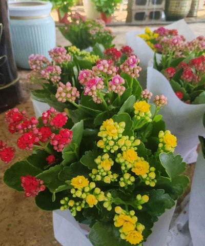 家庭养花用生根粉