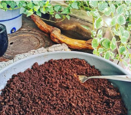 咖啡渣养花适合辣椒