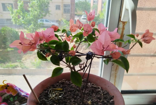 家庭养花用生根粉