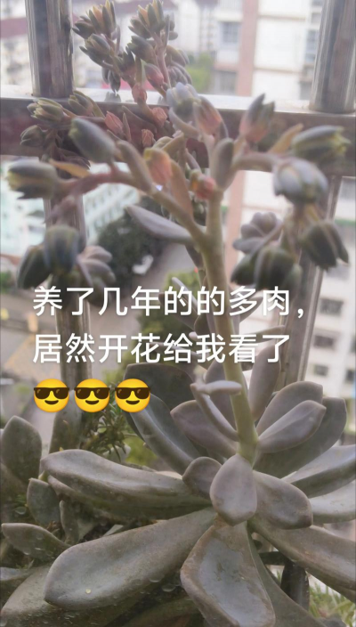 大肉油渣能养花吗