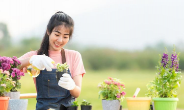 家庭养花用生根粉