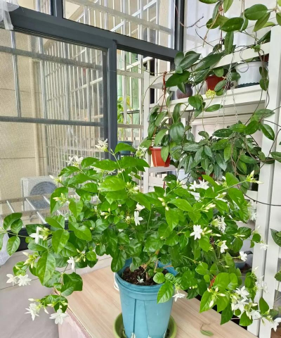 家庭养花用生根粉