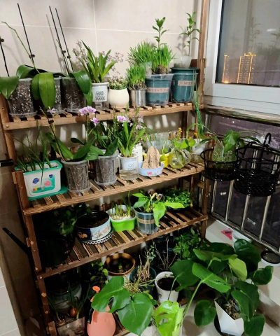 家庭养花用生根粉