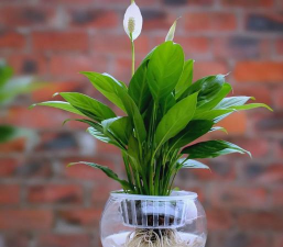 家里养花能养白色 家里养花能养白色