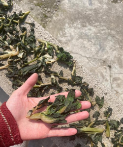 家庭养花用生根粉