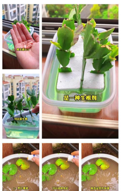 家庭养花用生根粉