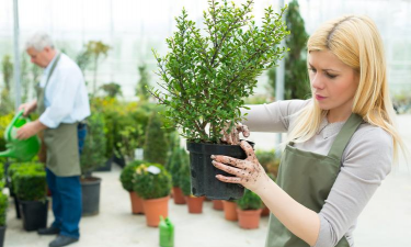 家庭养花用生根粉