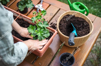 家庭养花用生根粉