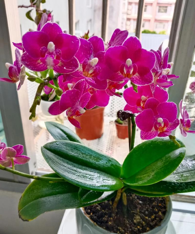 家庭养花用生根粉