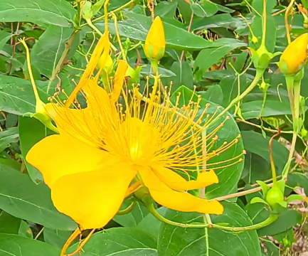 什么金桃花养花赚钱