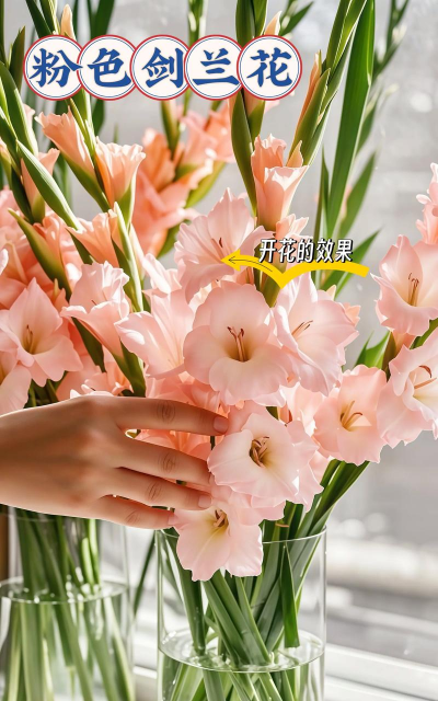 拿剑兰花如何拍照