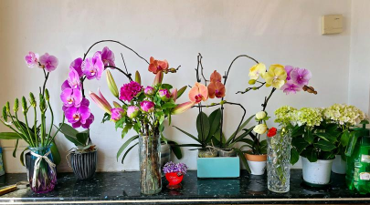 家庭养花用生根粉