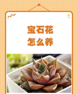 焦宝石可以养花吗