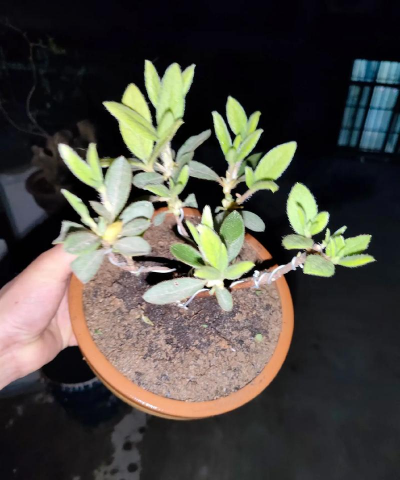 家庭养花用生根粉