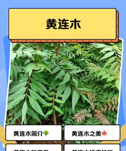 能源植物黄连木特性及养护