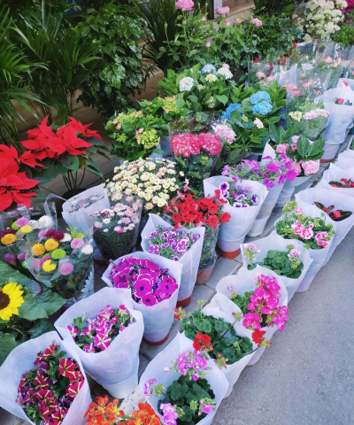 家庭养花用生根粉