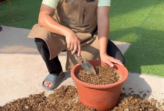 家庭养花用生根粉