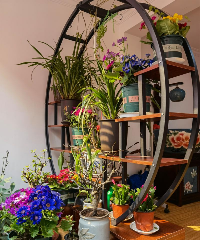 家庭养花用生根粉