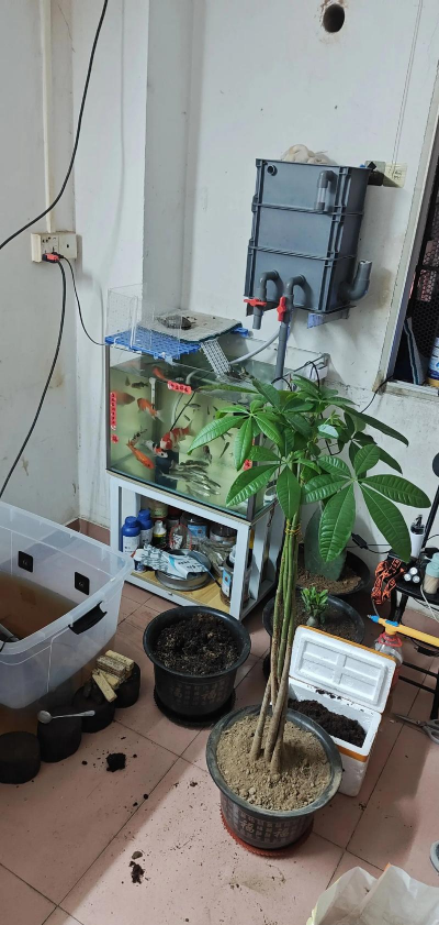 家庭养花用生根粉