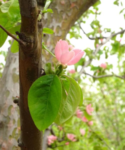 海棠木瓜开什么花