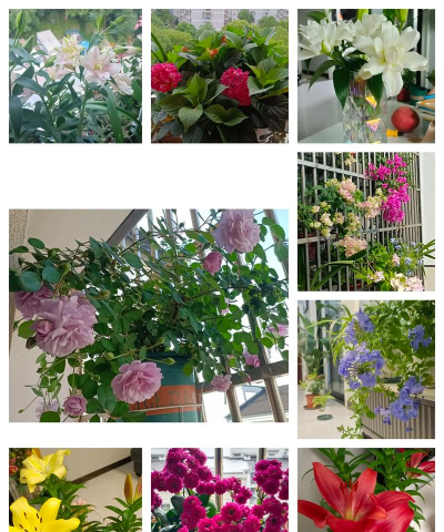 家庭养花用生根粉