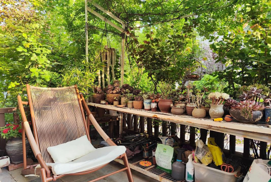 家庭养花用生根粉