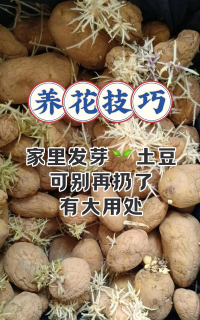 马铃薯怎样做成养花药