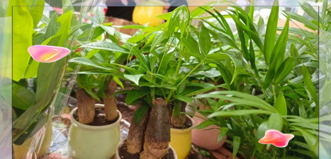 家庭养花用生根粉