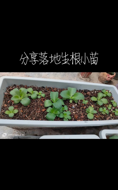 家庭养花用生根粉