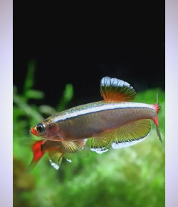 白云金丝混养花泥鳅