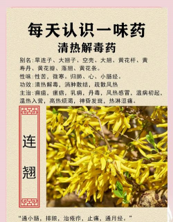 连翘木有什么说法