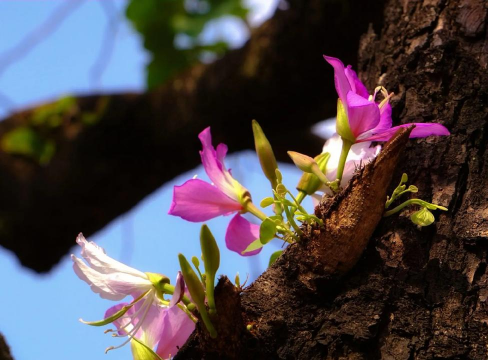 家庭养花用生根粉