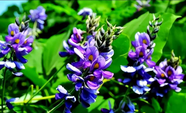 葛根花什么样子