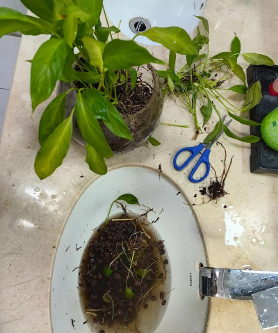 家庭养花用生根粉