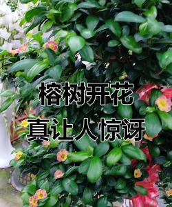 别墅园林绿化设计，打造私密空间，提升居住品质