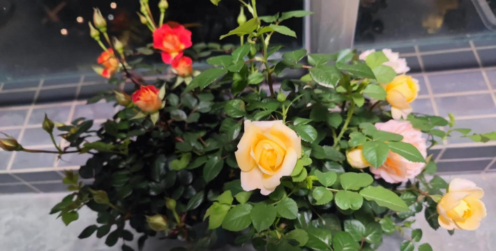 家庭养花用生根粉