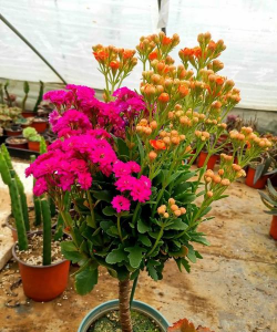 别墅园林绿化设计，打造私密空间，提升居住品质