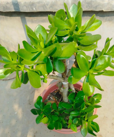 别墅园林绿化设计，打造私密空间，提升居住品质