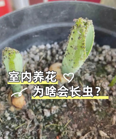 绿化景观设计，提升环境品质，创造宜人空间