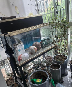 绿化景观设计，提升环境品质，创造宜人空间