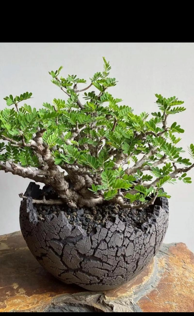 绿化景观设计，提升环境品质，创造宜人空间