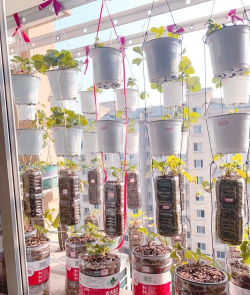 葡萄栽培，掌握关键技术，实现优质丰产