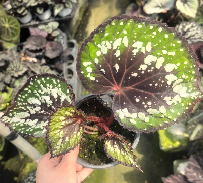 巧克力泡水可以养花吗