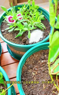 家庭养花用生根粉