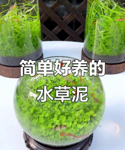 草皮泥能养花吗