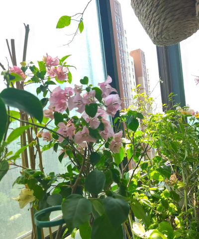 家庭养花用生根粉