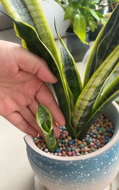 家庭养花用生根粉