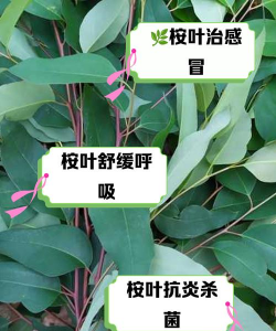 桉树叶能养花吗