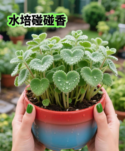 碰碰香怎么施肥