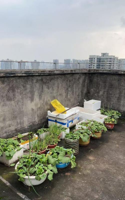 家庭养花用生根粉